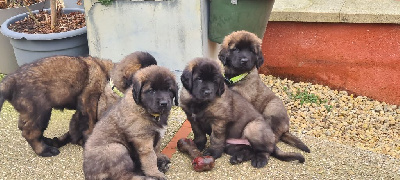 Des Sources d'Araucaria - Leonberger - Portée née le 12/11/2023